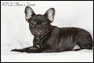 RMG Olive's Trixie