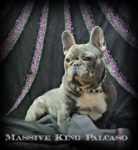 Massive King Palcaso